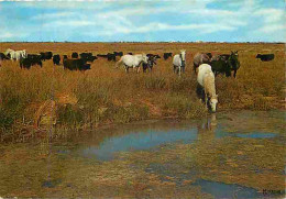 Animaux - Chevaux - Camargue - Chevaux Sauvages Et Taureaux De Combat En Liberté - CPM - Voir Scans Recto-Verso - Horses