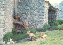 Animaux - Chèvres - Provence - CPM - Voir Scans Recto-Verso - Altri & Non Classificati