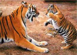 Animaux - Fauves - Tigre - Tigre Et Son Petit - Zoo De La Flèche - CPM - Voir Scans Recto-Verso - Tiger