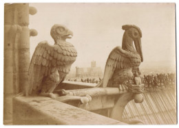 Photo Photographe Inconnu,  Vue De Paris, Fassadenskulpturen Vögel Auf Der Kathedrale Notre Dame  - Lieux