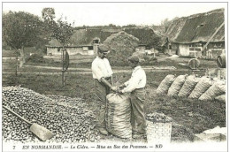 Trouville. La Mise En Sacs Des Pommes Pour La Préparation Du Cidre D'une Fabrique De Trouville. - Trouville