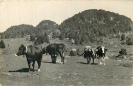 FONT ROMEU . Pâturages Sur Le Plateau Des Bouillouses . - Andere & Zonder Classificatie