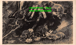 R358179 Young Foxes At Play. Postcard - Monde