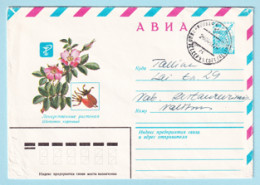 USSR 1981.0623. Dog Rose (Rosa Canina). Prestamped Cover, Used - 1980-91