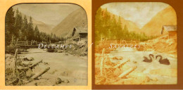 Autriche Tyrol à Situer * Photo Stéréoscopique Colorisée Par Transparence (cygnes) Vers 1860/65 - Stereoscopic