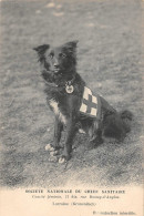 Guerre 1914-18  -  Société Nationale Du Chien Sanitaire  - La Chienne " Lorraine " Gronendach  -  Croix Rouge - Guerre 1914-18