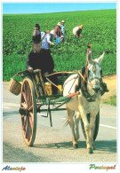 ALENTEJO - Trabalhos No Campo  (2 Scans) - Autres & Non Classés