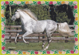 Horse - Cheval - Paard - Pferd - Cavallo - Cavalo - Caballo - Häst - Paarden