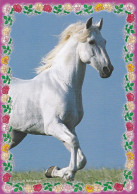 Horse - Cheval - Paard - Pferd - Cavallo - Cavalo - Caballo - Häst - Caballos