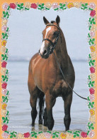 Horse - Cheval - Paard - Pferd - Cavallo - Cavalo - Caballo - Häst - Caballos