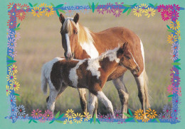 Horse - Cheval - Paard - Pferd - Cavallo - Cavalo - Caballo - Häst - Caballos