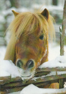 Horse - Cheval - Paard - Pferd - Cavallo - Cavalo - Caballo - Häst - Paletti - Double Card - Estonia - Chevaux