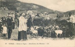 CORSE  Scenes Et Types  Benediction Des Moutons - Autres & Non Classés