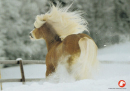 Horse - Cheval - Paard - Pferd - Cavallo - Cavalo - Caballo - Häst - Pollux - Horses