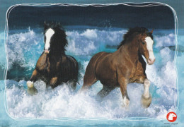 Horse - Cheval - Paard - Pferd - Cavallo - Cavalo - Caballo - Häst - Pollux - Cavalli