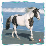 Horse - Cheval - Paard - Pferd - Cavallo - Cavalo - Caballo - Häst - Pollux - Cavalli