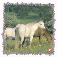 Horse - Cheval - Paard - Pferd - Cavallo - Cavalo - Caballo - Häst - Pollux - Horses