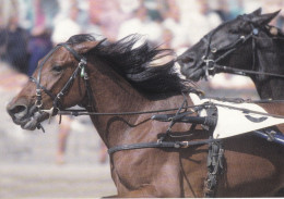 Horse - Cheval - Paard - Pferd - Cavallo - Cavalo - Caballo - Häst - Ravit - Paarden