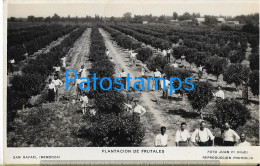 228838 ARGENTINA MENDOZA SAN RAFAEL PLANTACION DE FRUTALES POSTAL POSTCARD - Argentinien