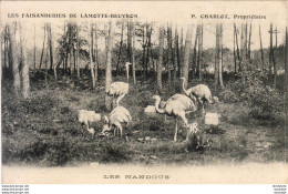 D41  Les Faisanderies De LAMOTTE BEUVRON  Les Nandous - Lamotte Beuvron