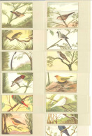 OISEAUX - Lot De 13 Cartes (125385) - Vögel