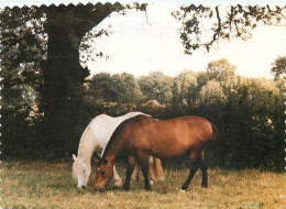 Format Spécial - 158 X 112 Mms - Animaux - Chevaux - Au Paturage - Frais Spécifique En Raison Du Format - CPM - Voir Sca - Caballos