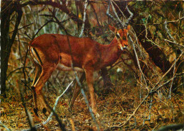 Animaux - Antilope - Impala - Carte Dentelée - CPSM Grand Format - Carte Neuve - Voir Scans Recto-Verso - Otros & Sin Clasificación