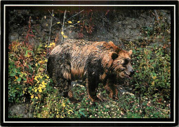 Animaux - Ours - Grizzly Bear - Bear - CPM - Carte Neuve - Voir Scans Recto-Verso - Ours