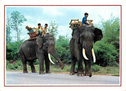 Animaux - Eléphants - Thailande - Thailand - Elephants Walking Slowly On The Road, Northern Thailand - CPM - Voir Scans  - Olifanten