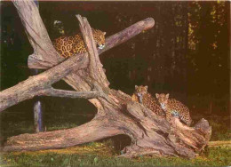 Animaux - Fauves - Jaguar - Réserve Africaine Du Château De Thoiry En Yvelines - Jaguars Et Leurs Petits Nés à Thoiry -  - Autres & Non Classés