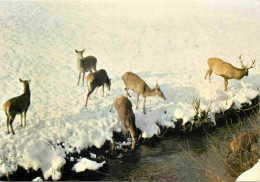 Animaux - Cervidés - Cerf Et Biches Près Du Ruisseau - Hiver - Neige - CPM - Carte Neuve - Voir Scans Recto-Verso - Autres & Non Classés