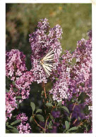 Animaux - Papillons - Fleurs - Carte Neuve - CPM - Voir Scans Recto-Verso - Schmetterlinge