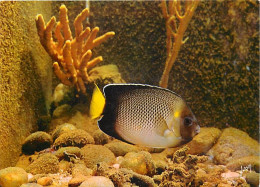 Animaux - Poissons - Musée Océanographique De Monaco - 10 - Damier - Hoiacanthus Species - Carte Neuve - CPM - Voir Scan - Poissons Et Crustacés