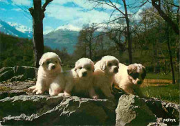 Animaux - Chiens - Chien Des Pyrénées - Chiots - Elevage De La Tour De Vidalos De Argelès Gazost - Flamme Postale - CPM  - Hunde