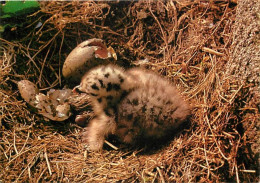 Animaux - Oiseaux - Poussin De Goéland - Carte Neuve - CPM - Voir Scans Recto-Verso - Vögel