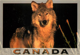 Animaux - Loups - Canada - Wolf - Lobo - CPM - Carte Neuve - Voir Scans Recto-Verso - Otros & Sin Clasificación