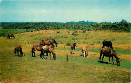 Animaux - Chevaux - New Forest Ponies - Poneys - Voir Scans Recto Verso  - Horses