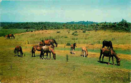 Animaux - Chevaux - New Forest Ponies - Poneys - Voir Scans Recto Verso  - Cavalli