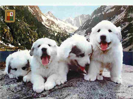 Animaux - Chiens - Chien Des Pyrénées - Chiots - Blasons - CPM - Voir Scans Recto-Verso - Dogs