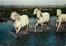 Animaux - Chevaux - Camargue - Camarguais à Travers Les Marais - Etat Pli Visible - Flamme Postale - CPM - Voir Scans Re - Pferde