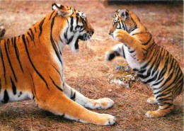 Animaux - Fauves - Tigre - Tigre Et Son Petit - Zoo De La Flèche - CPM - Voir Scans Recto-Verso - Tigres