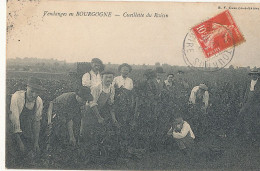 71 // Vendanges En BOURGOGNE - Cueillette Du Raisin - Sonstige & Ohne Zuordnung