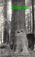 R359112 California. Santa Cruz. Giant Redwood Big Tree Grove. Pacific Novelty Co - World