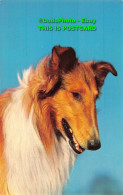 R359115 Dog. John Hinde. Distributors. Postcard - World
