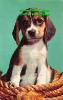 R359116 A Small Puppy Is Sitting On A Rope. John Hinde. Distributors. Postcard - World
