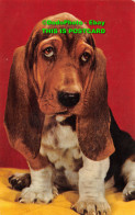 R359117 Dog Bassets. John Hinde. Distributors. Postcard - World