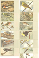 OISEAUX - Lot De 13 Cartes (125387) - Birds