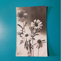 Cartolina Fiori Margherite. Viaggiata 1920 - Flowers