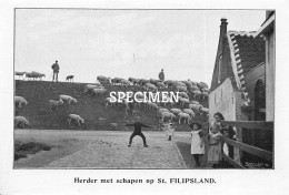 Prent - Herder Met Schapen Op Sint Philipsland - 8.5x12.5 Cm - Tholen