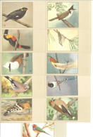 OISEAUX - Lot De 13 Cartes (125388) - Birds